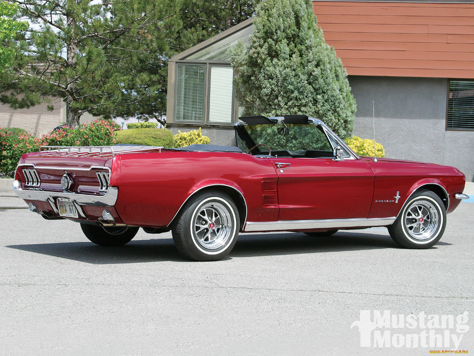 , mustang